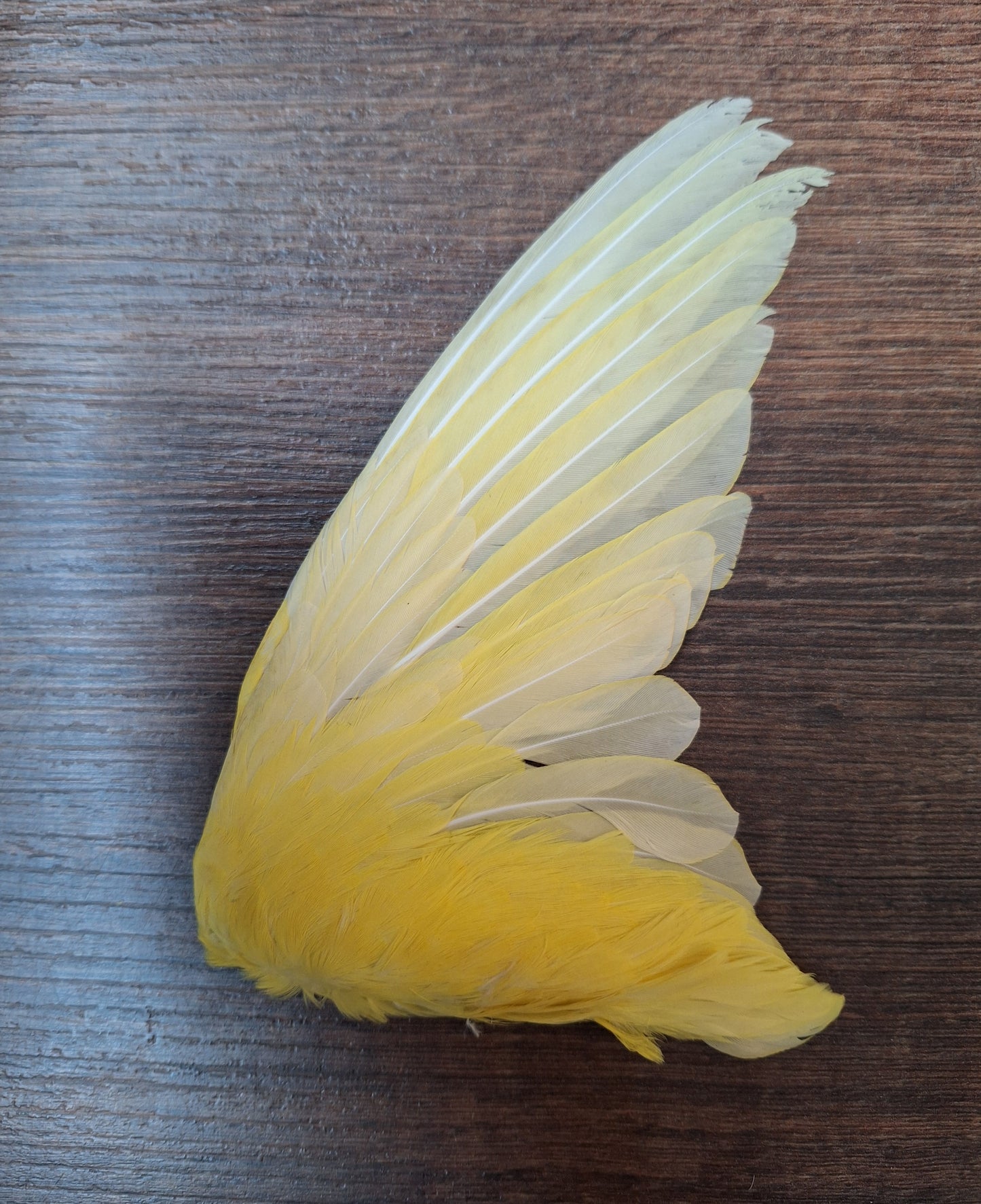 Red-rumped parrot single wings, B-quality