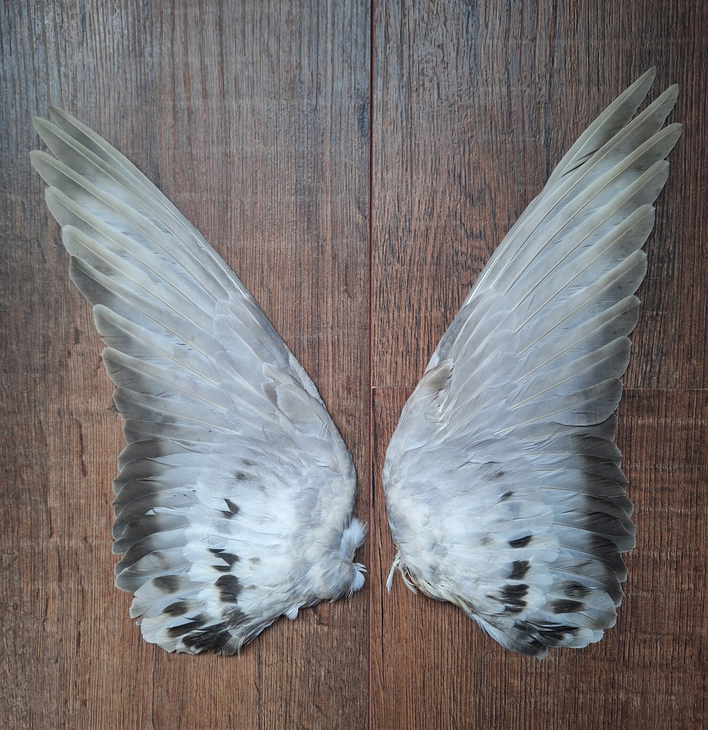 Domestic pigeon wings, set of 2