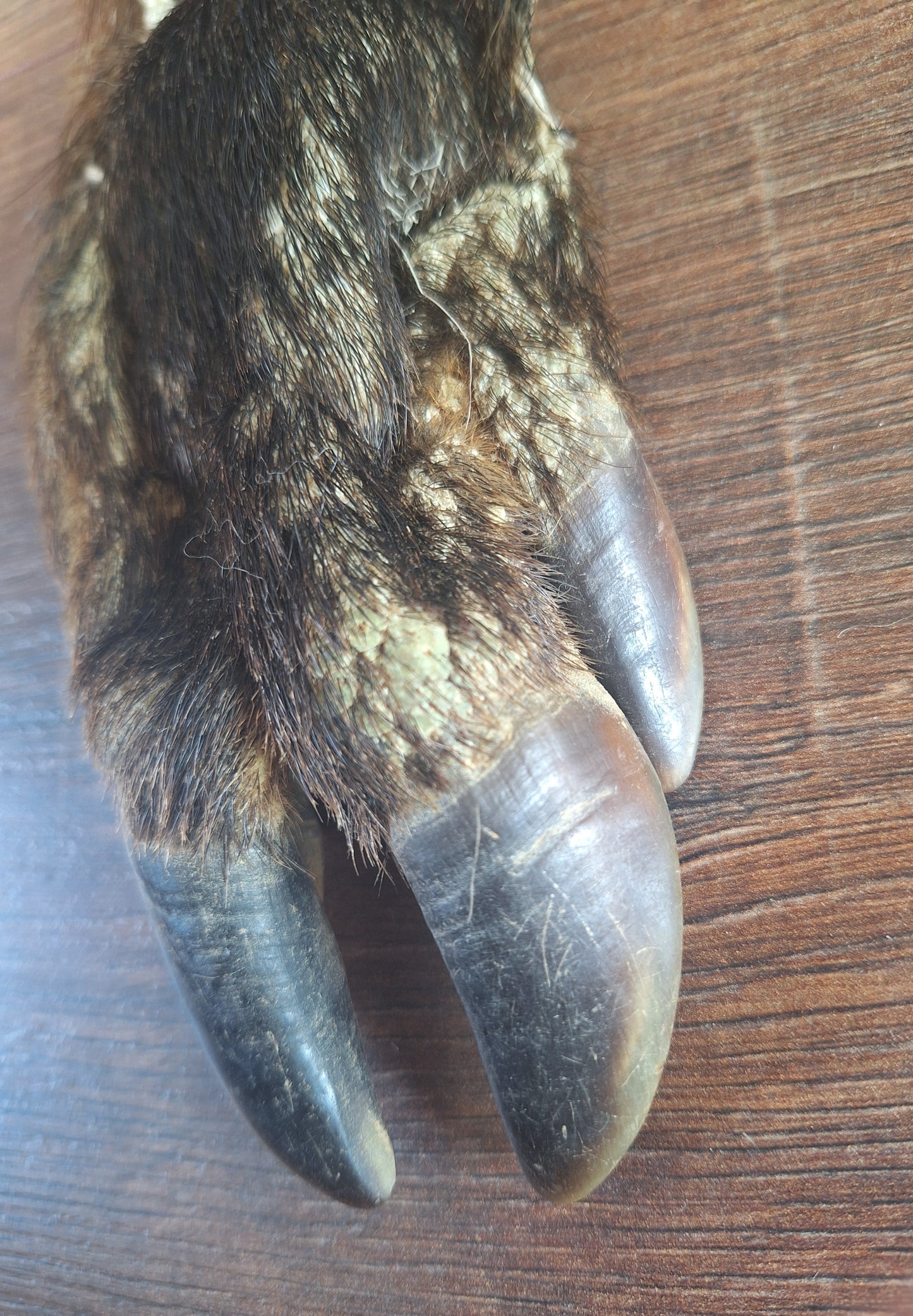 Wild boar lower leg hide, B-quality