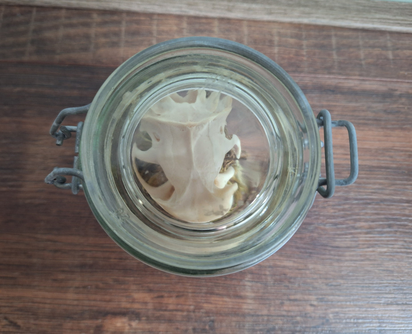 Alpine marmot upper skull, B-quality, in glass jar