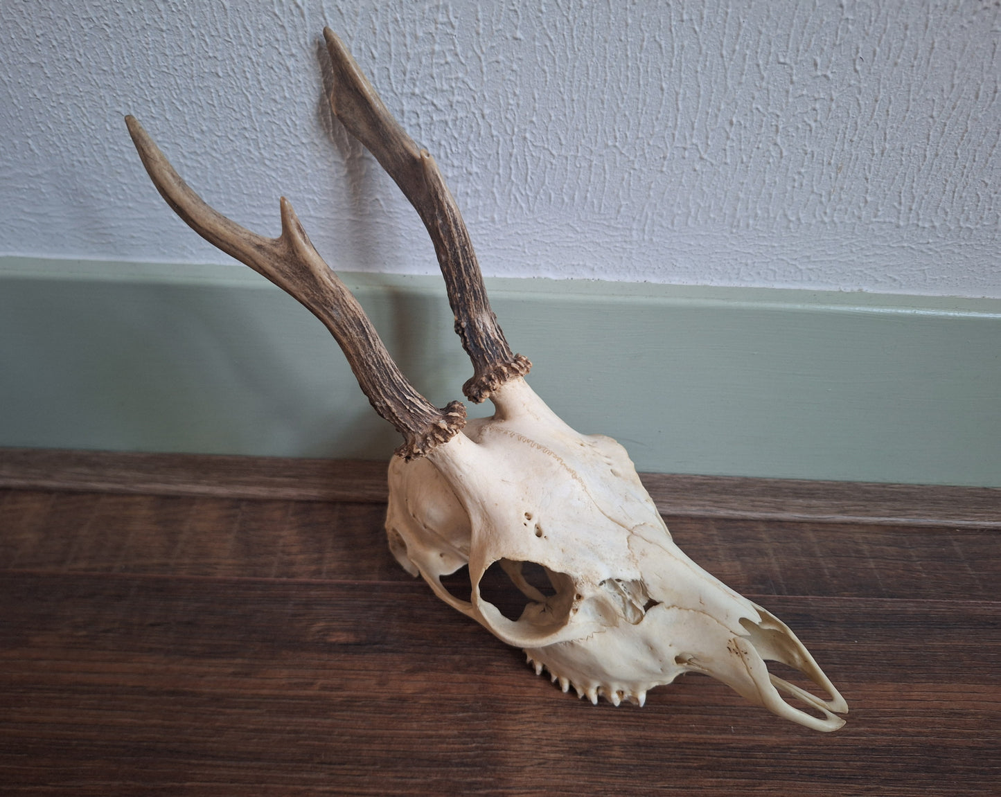 Roe buck upper skull #15