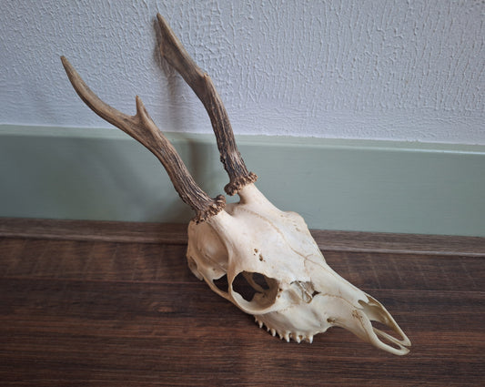 Roe buck upper skull #15