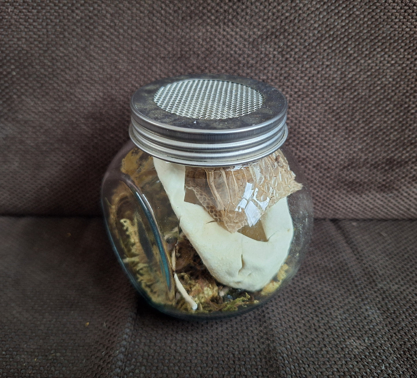 Snake set in glass jar