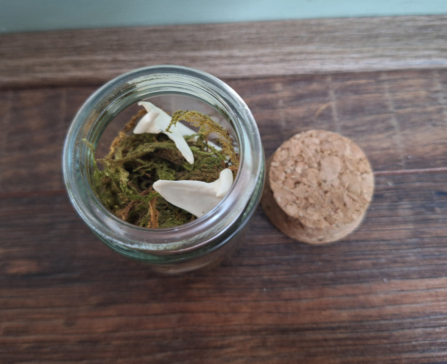 Marten lower jaws, B-quality, in glass jar