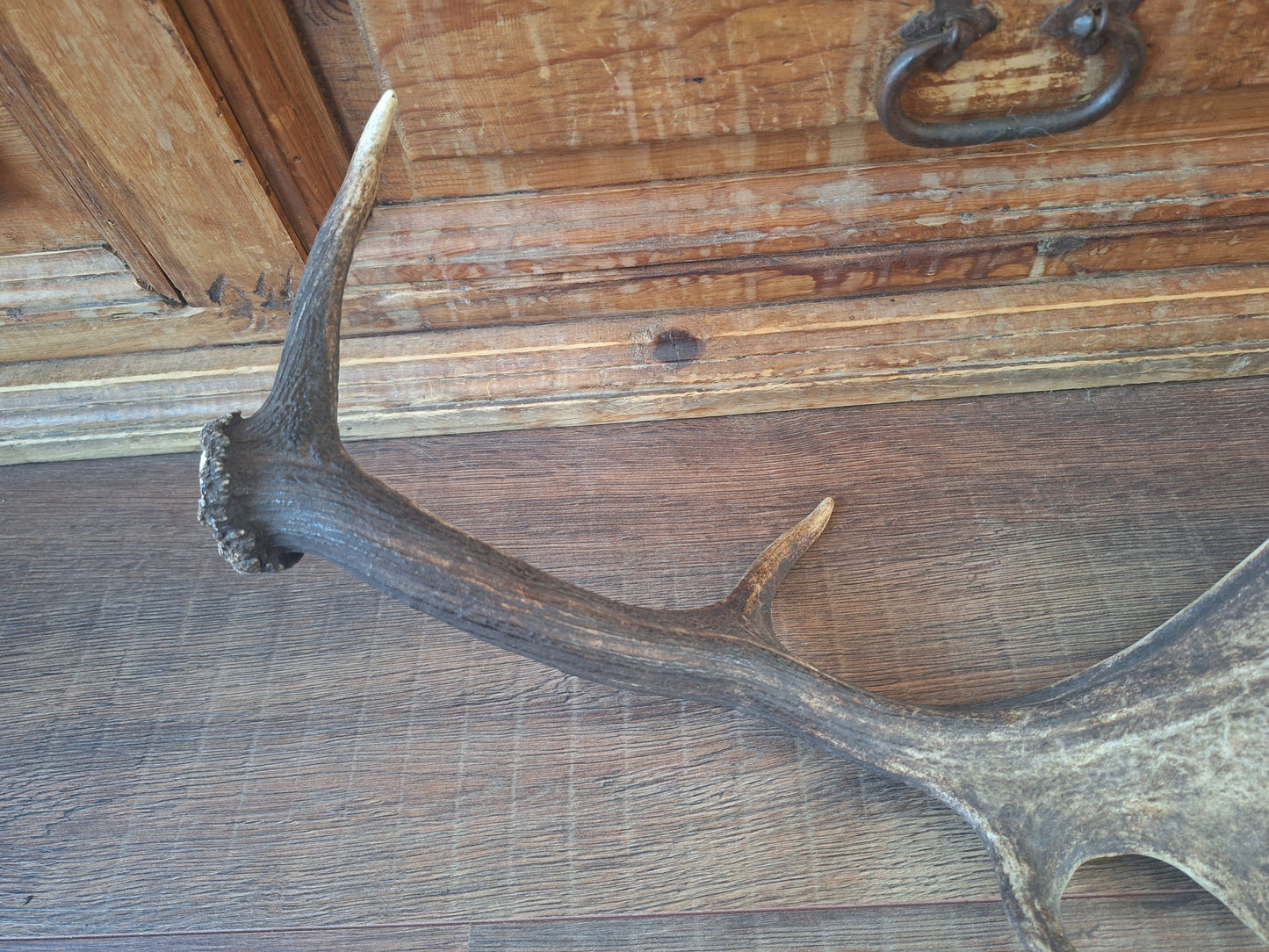 Fallow deer antler, single #13