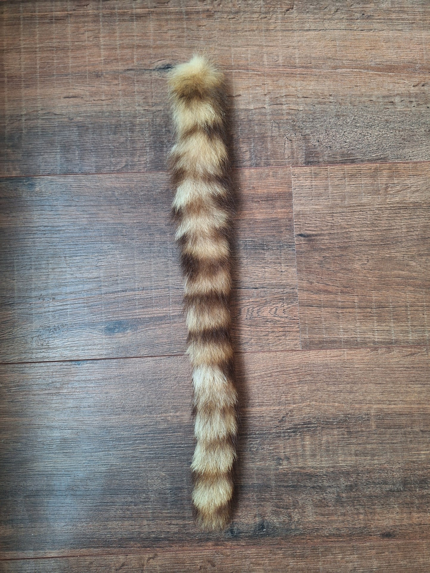 Raccoon tail preparation