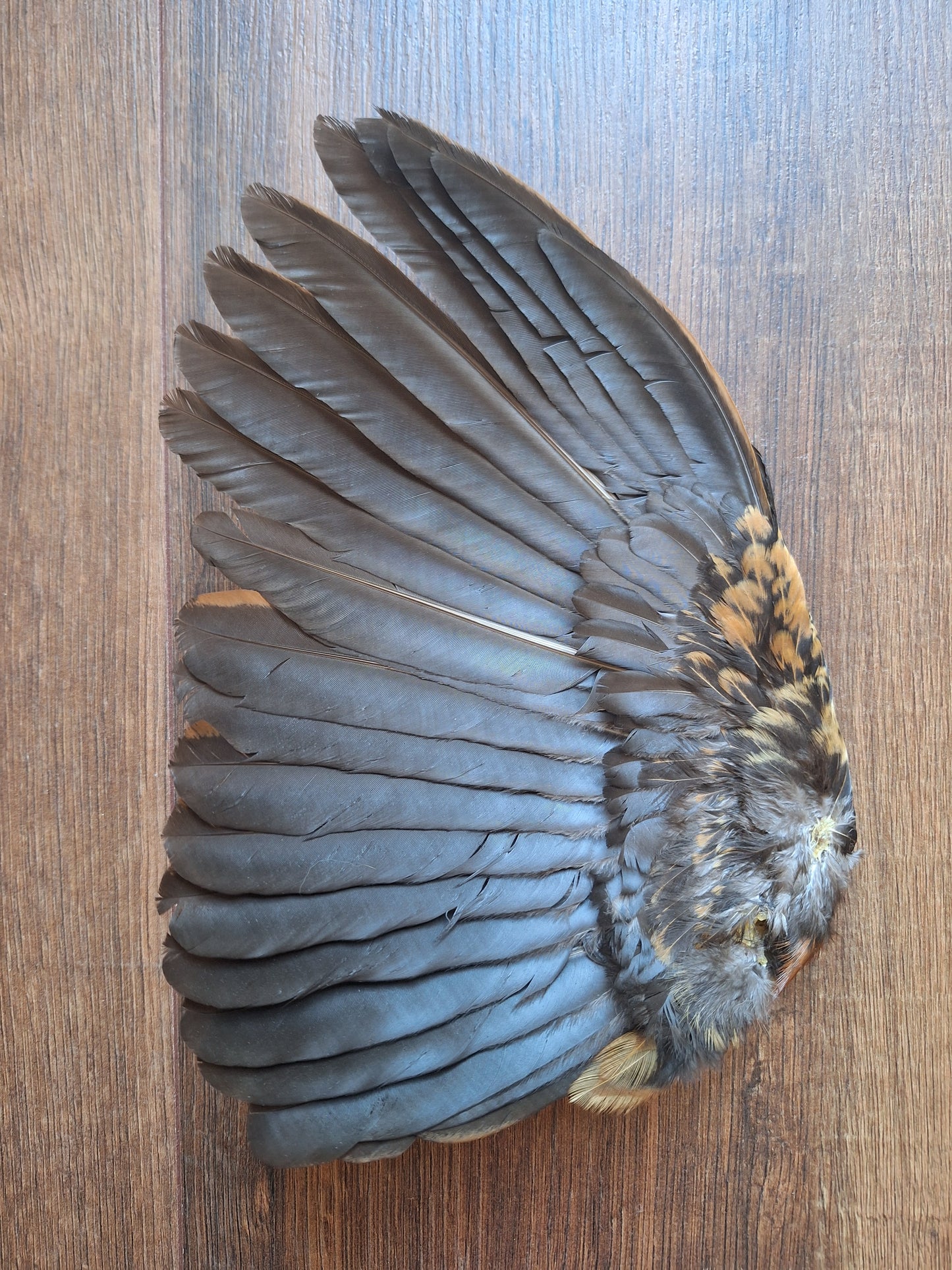 Rooster wing