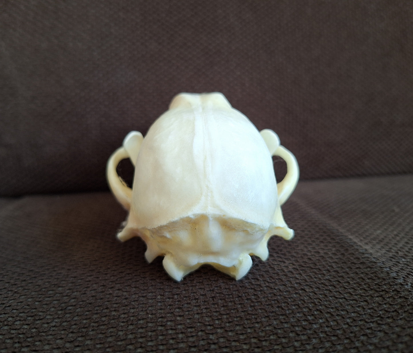 Raccoon skull #2