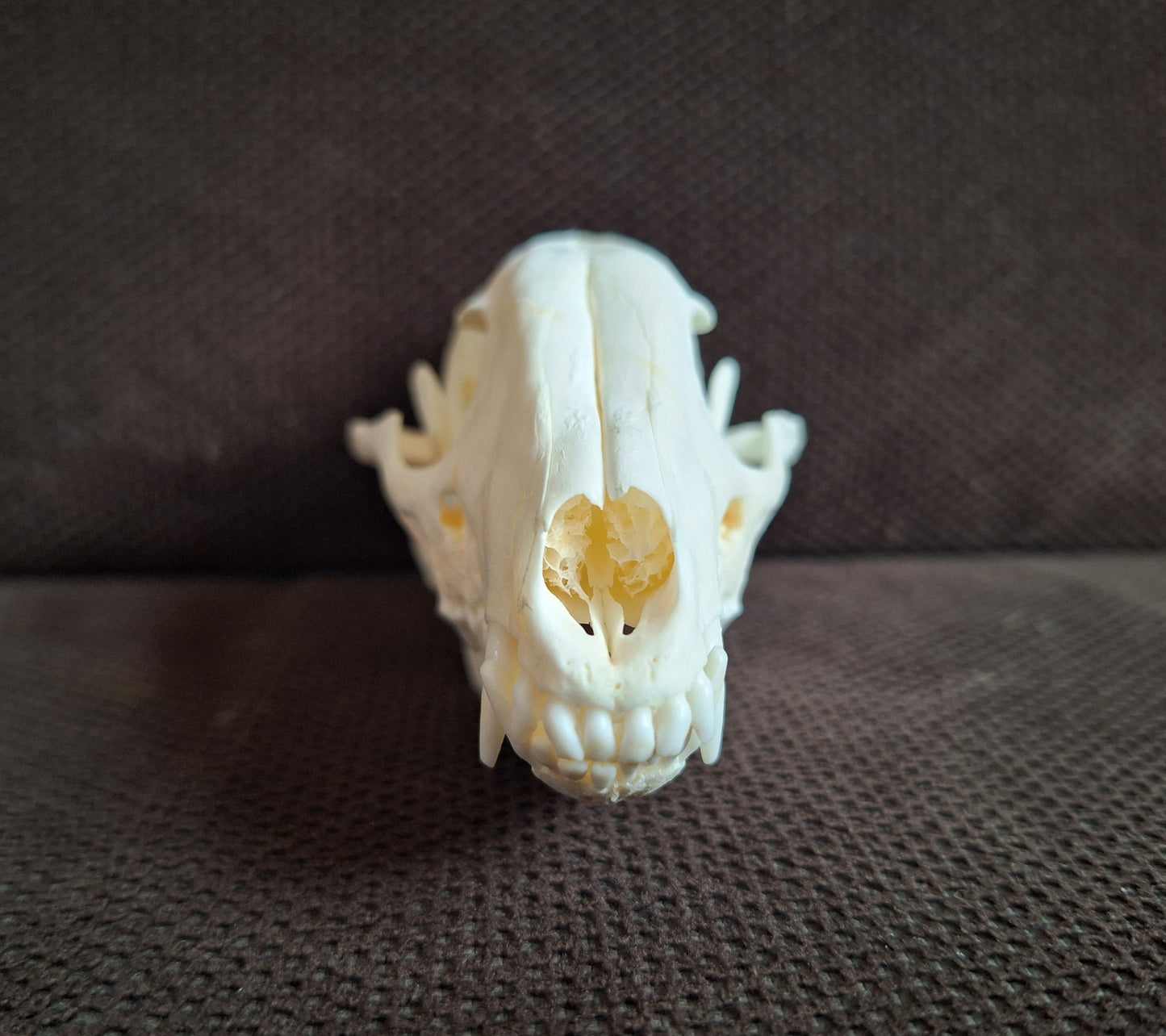 Raccoon dog skull