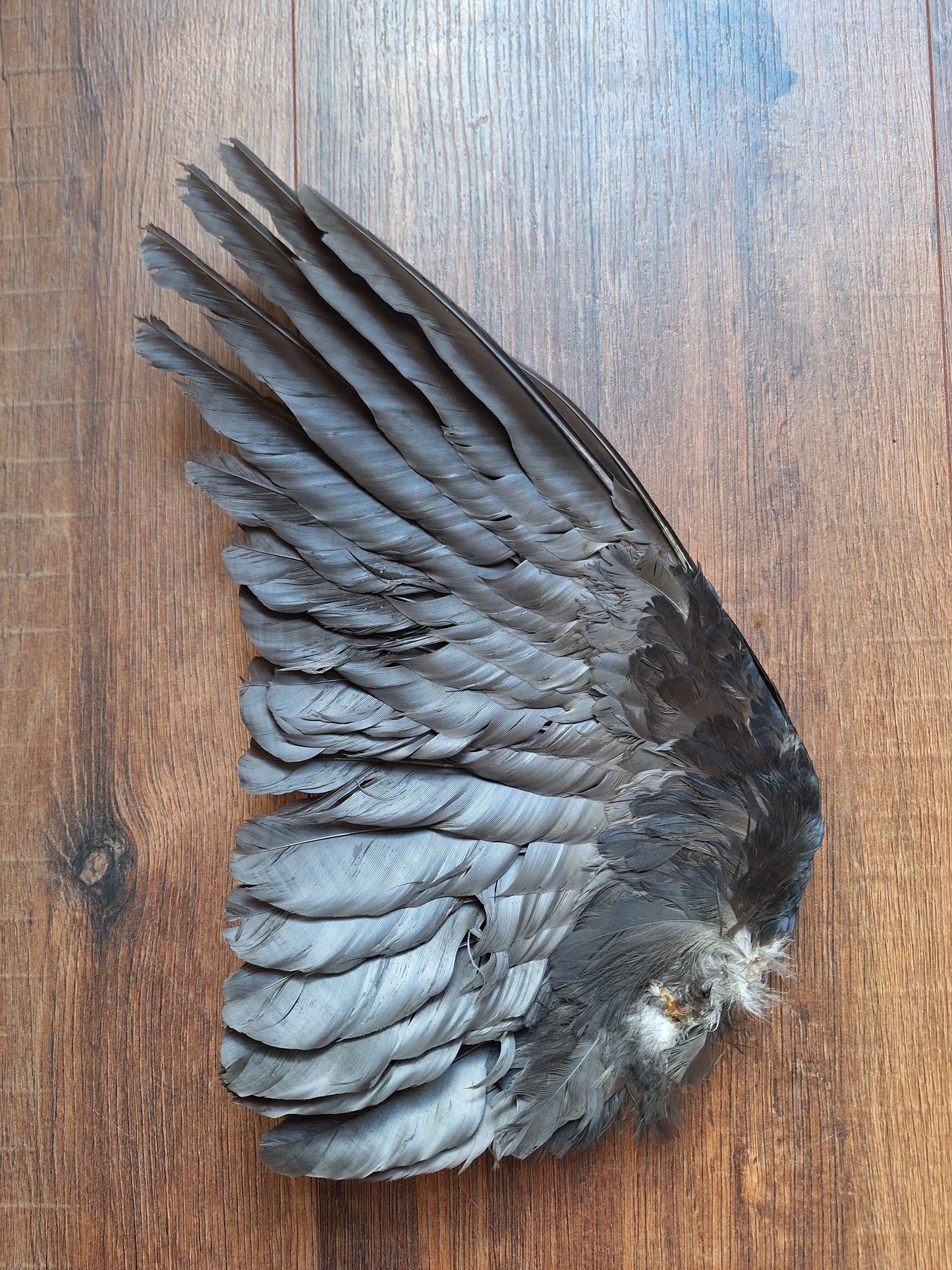 Crow single wing #39