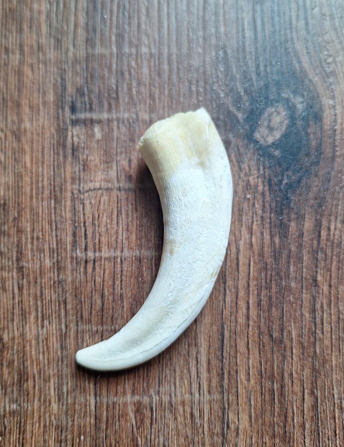 Wart hog tusks