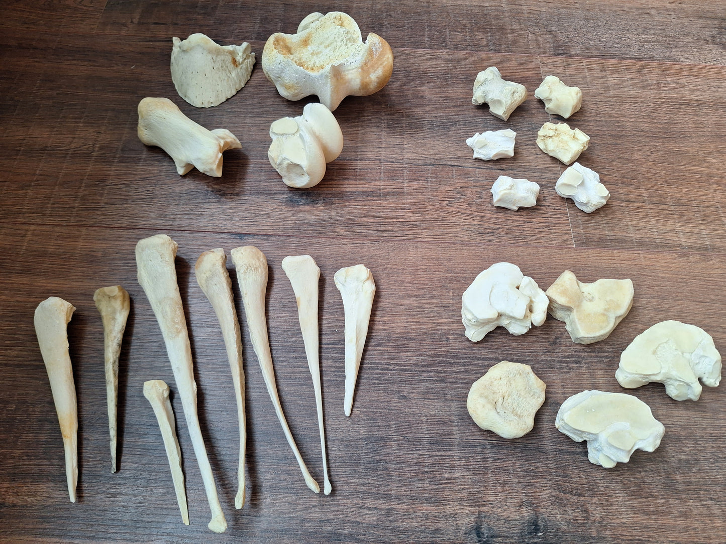 Horse leg bones, crafting sets