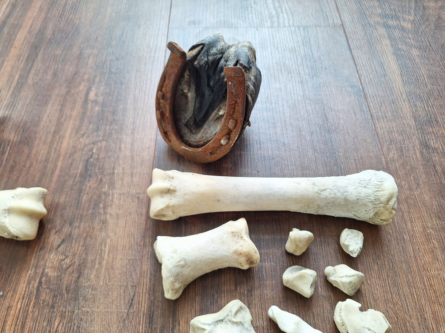 Horse lower leg bone sets