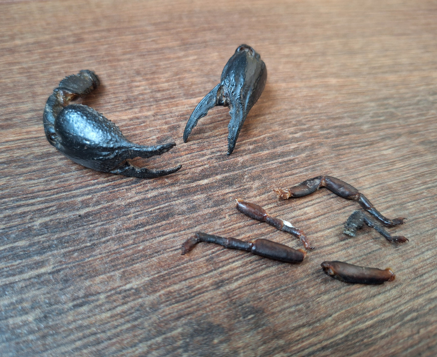 Scorpion claws in glass jar