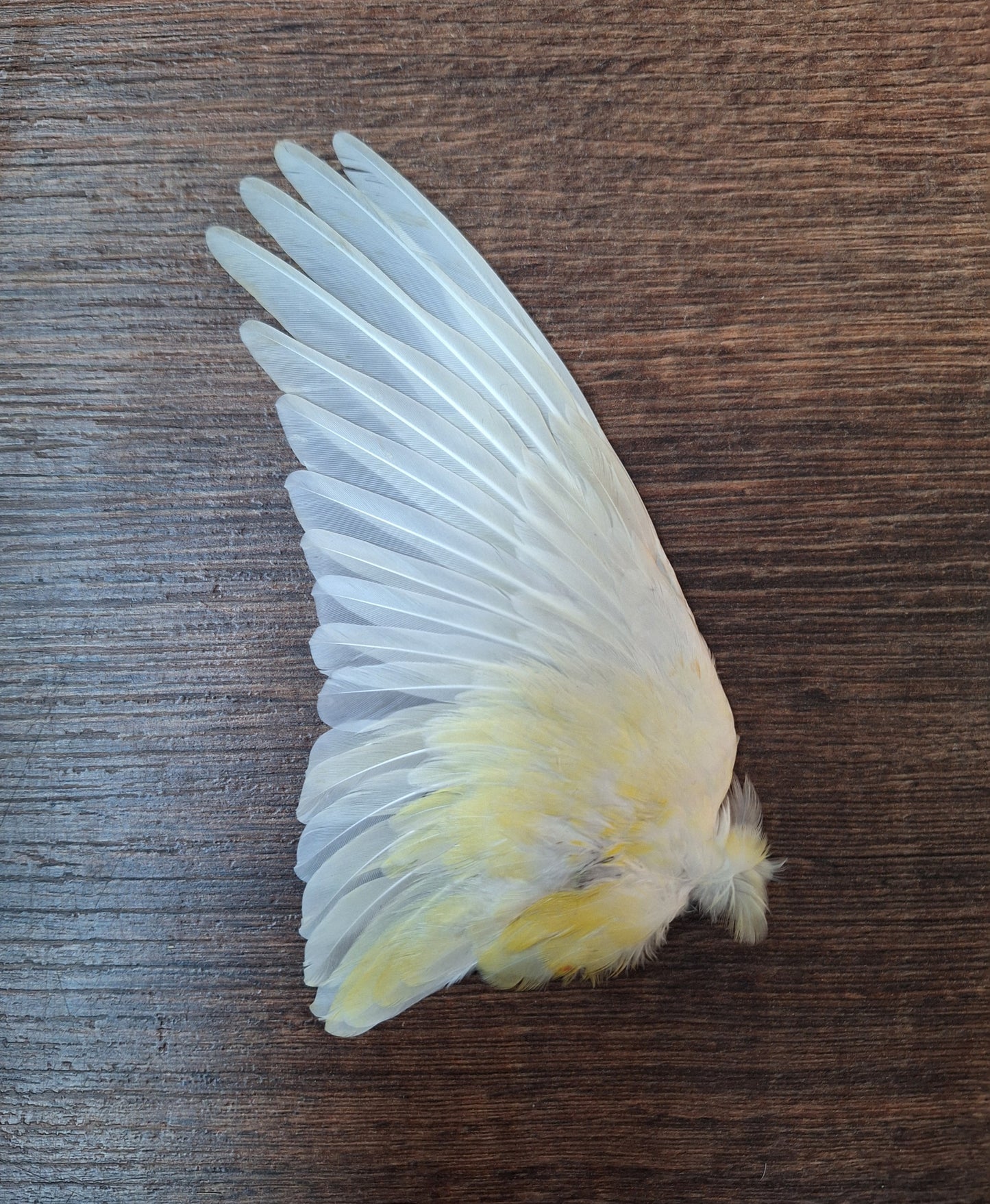 Red-rumped parrot single wings, B-quality