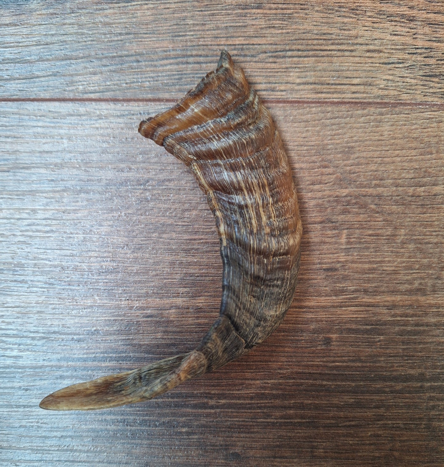 Sheep horns