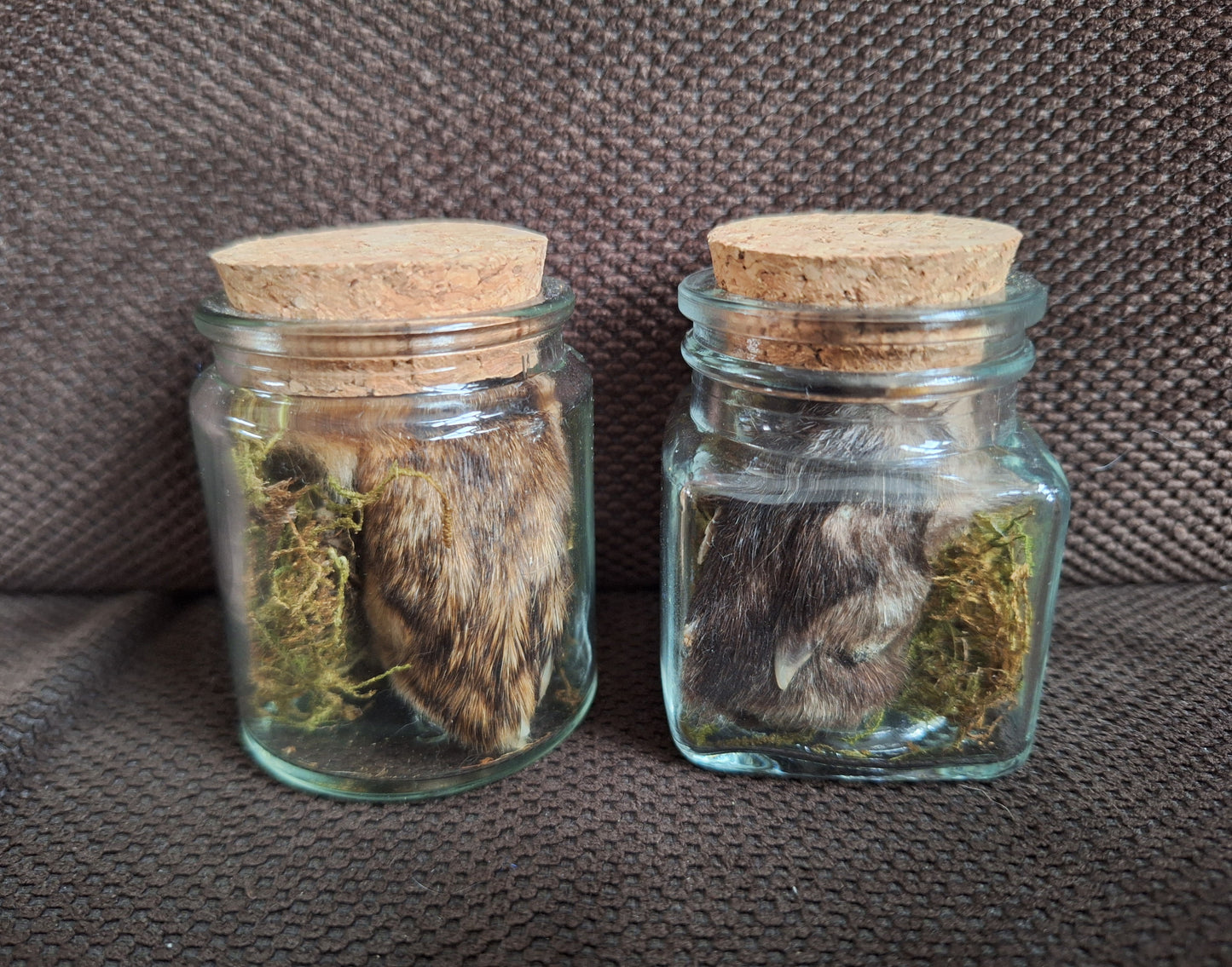 Fox paws, B-quality, in glass jar