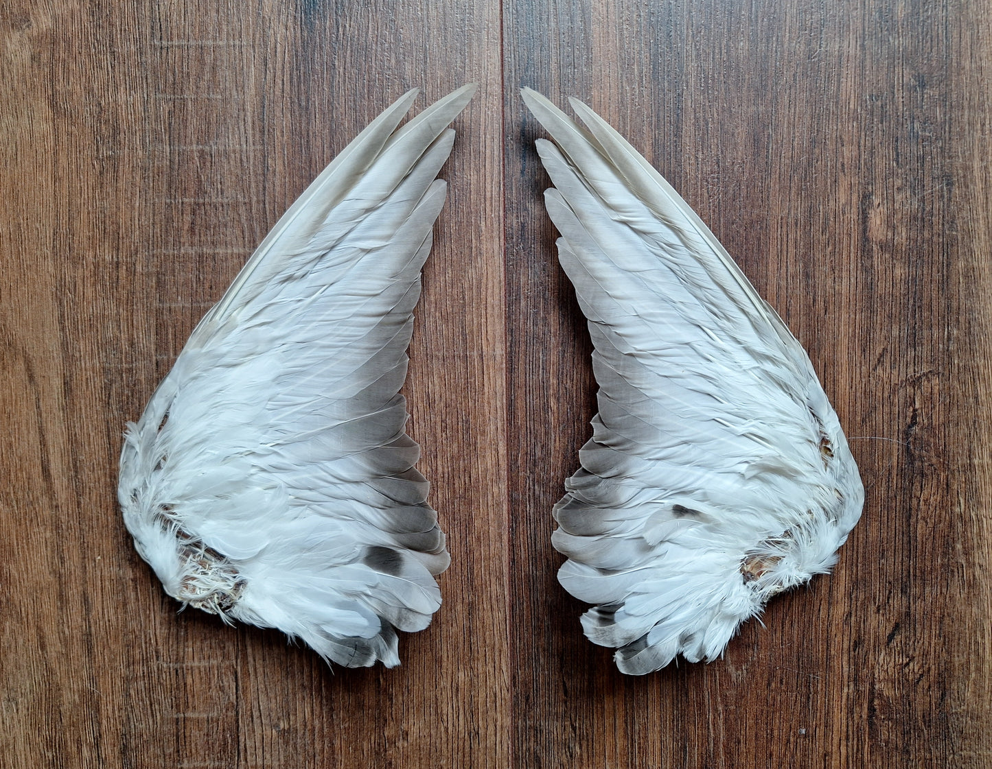 Domestic pigeon wings, set of 2