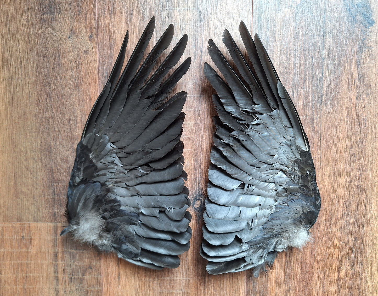Crow set of wings #29