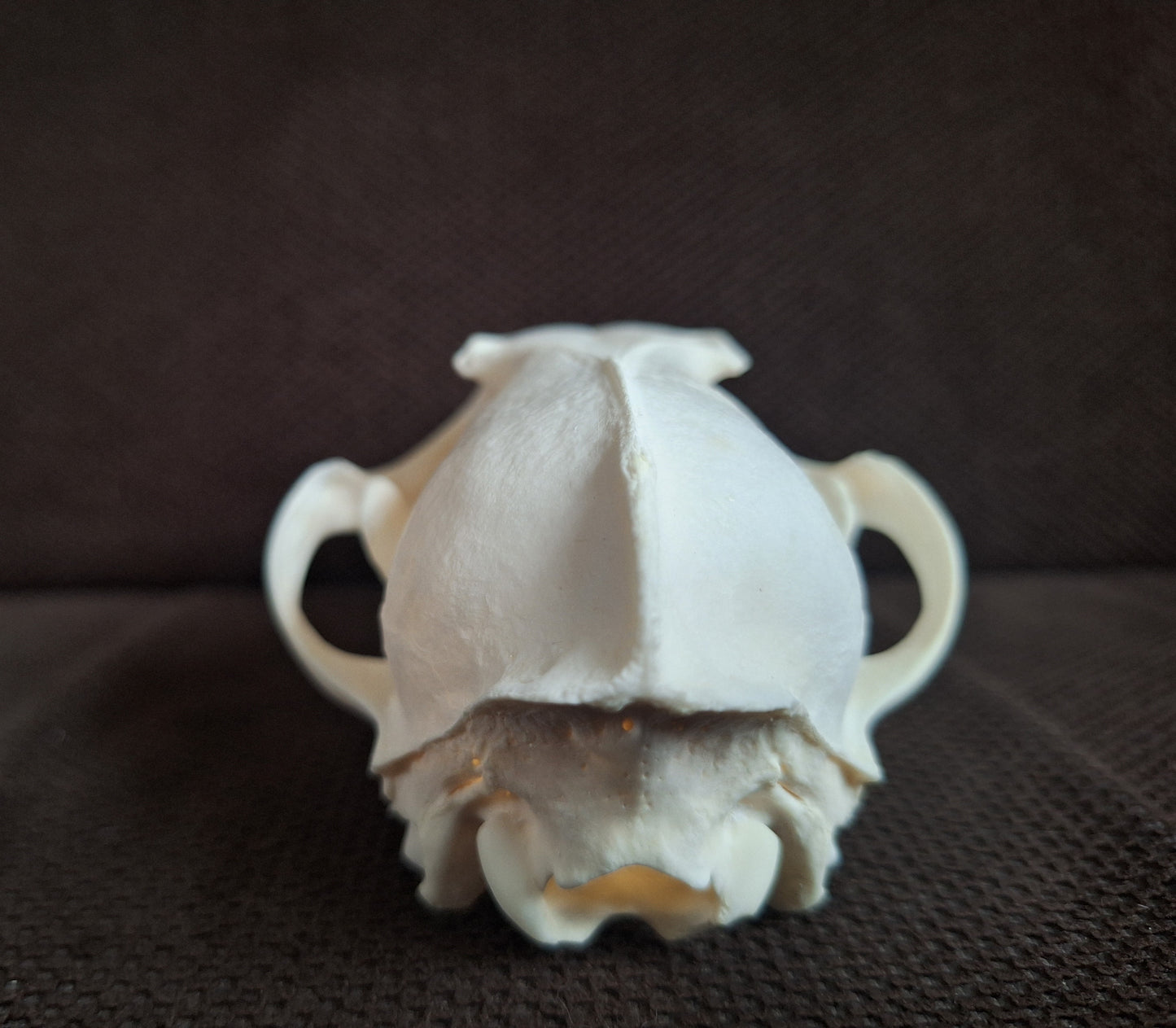 Fox skull #24