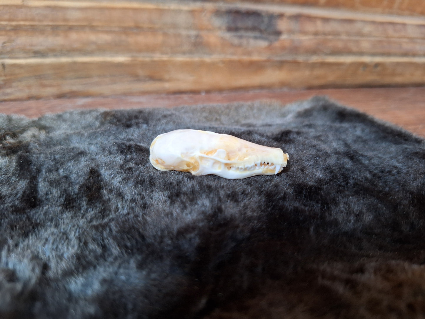 Mole skull and hide set