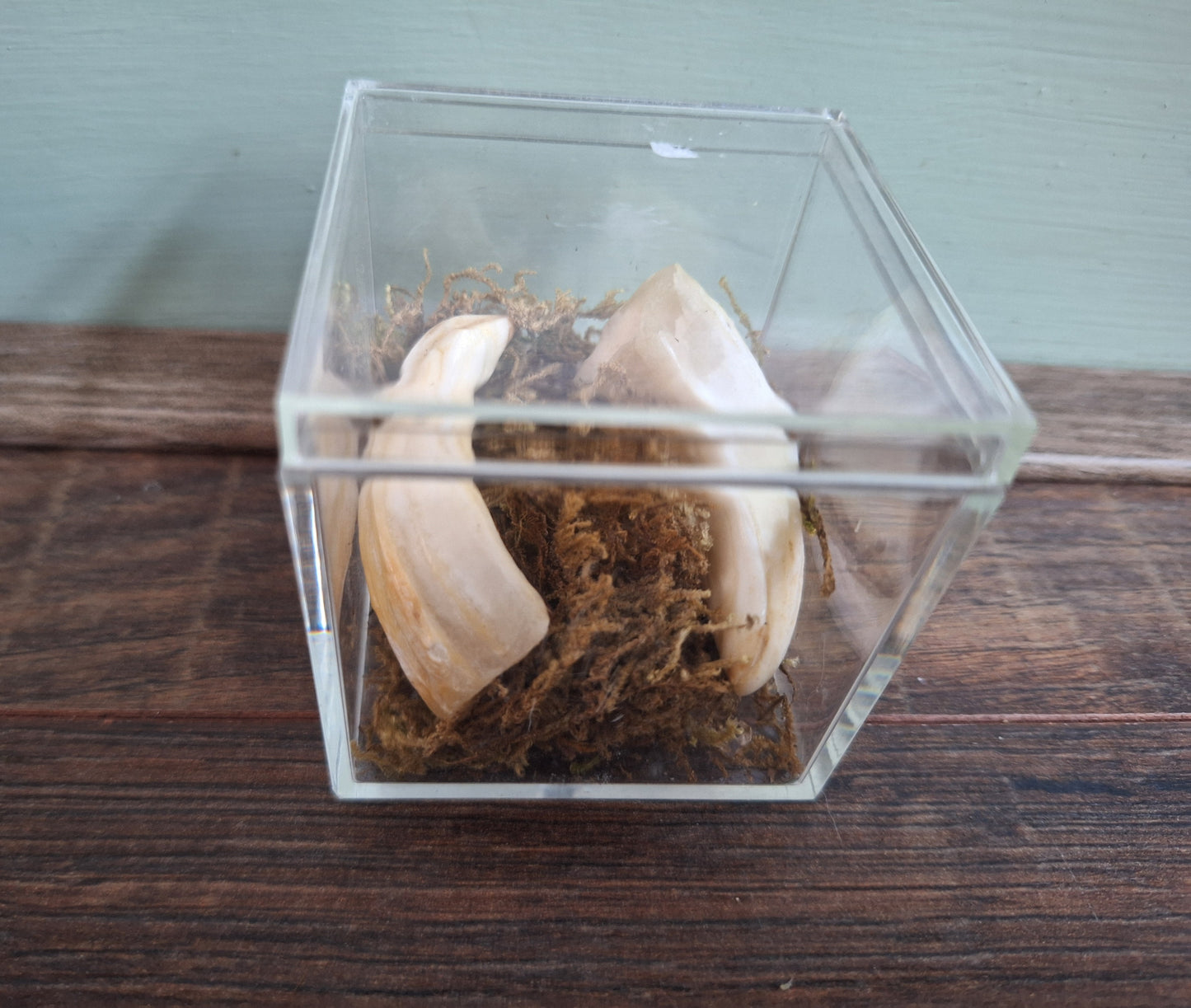 Wild boar upper jaw tusks in display cube