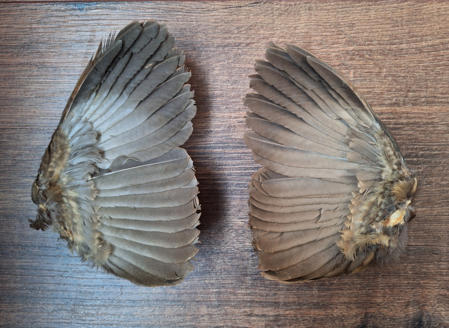 Quail set of wings