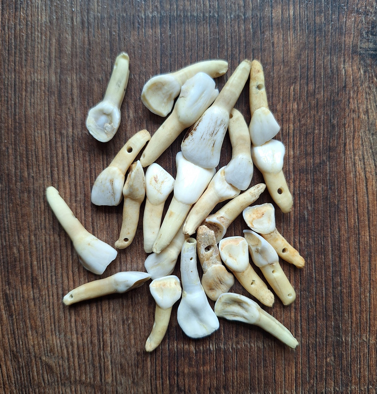 Cow teeth, B-quality