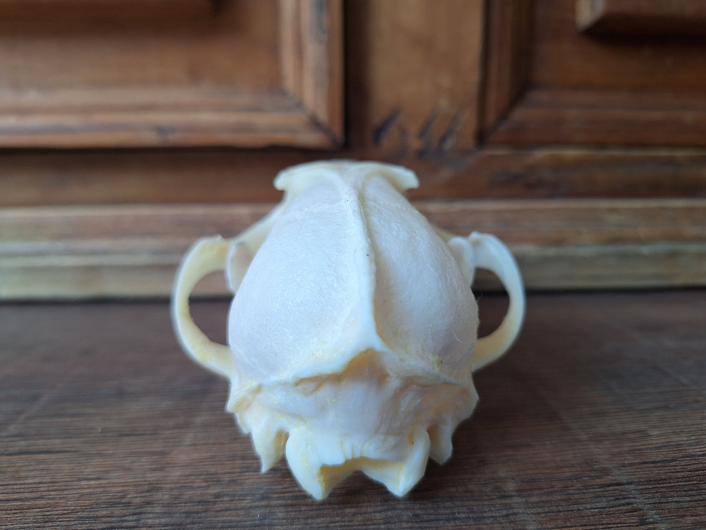 Fox skull #19