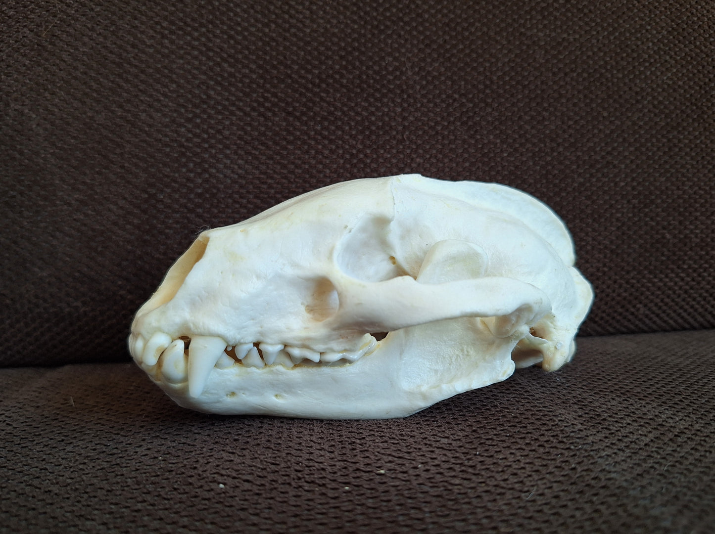 Badger skull #9