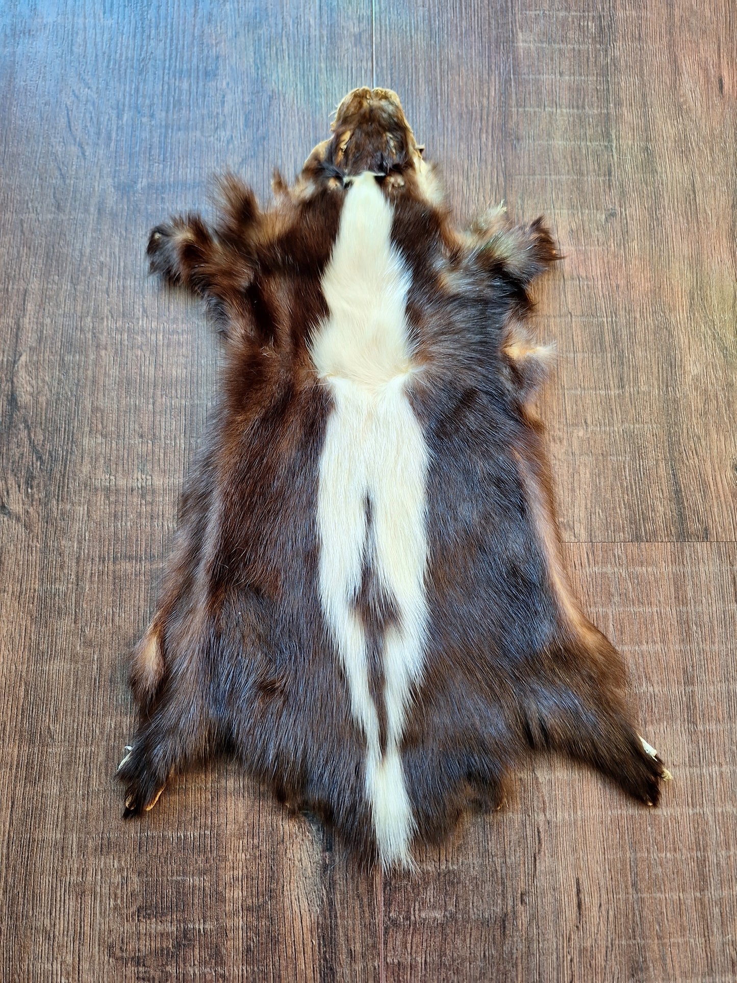Skunk hide #7