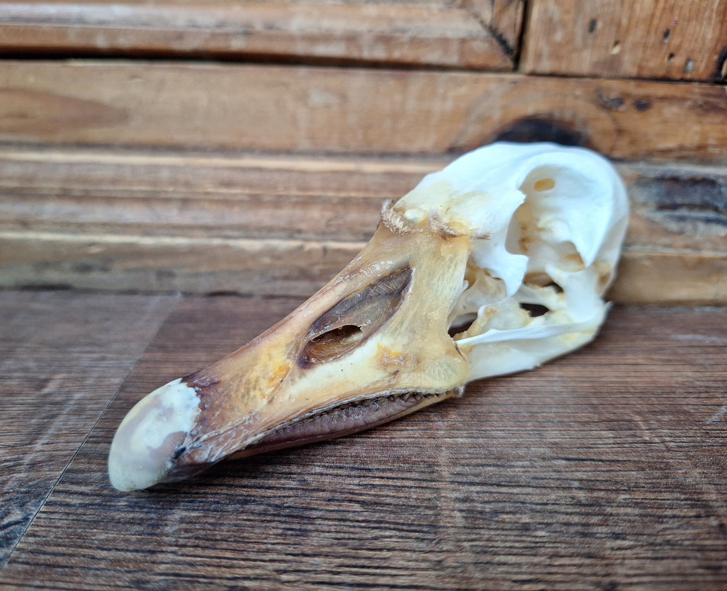 Grey goose skull