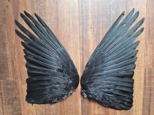 Crow set of wings #30