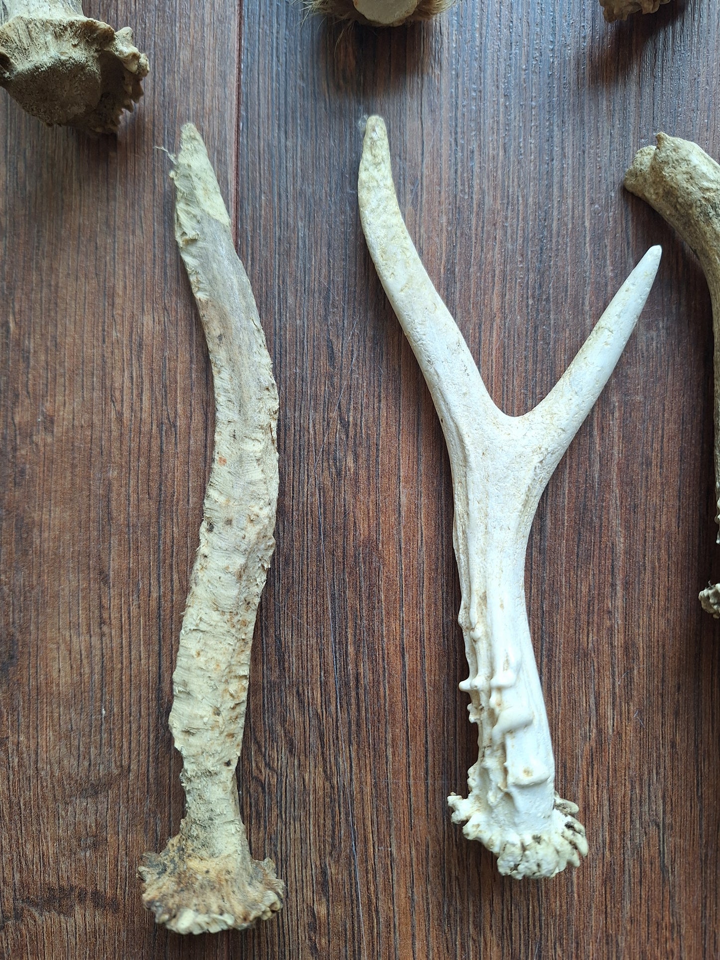Roe deer antlers, B-quality, set of 11,