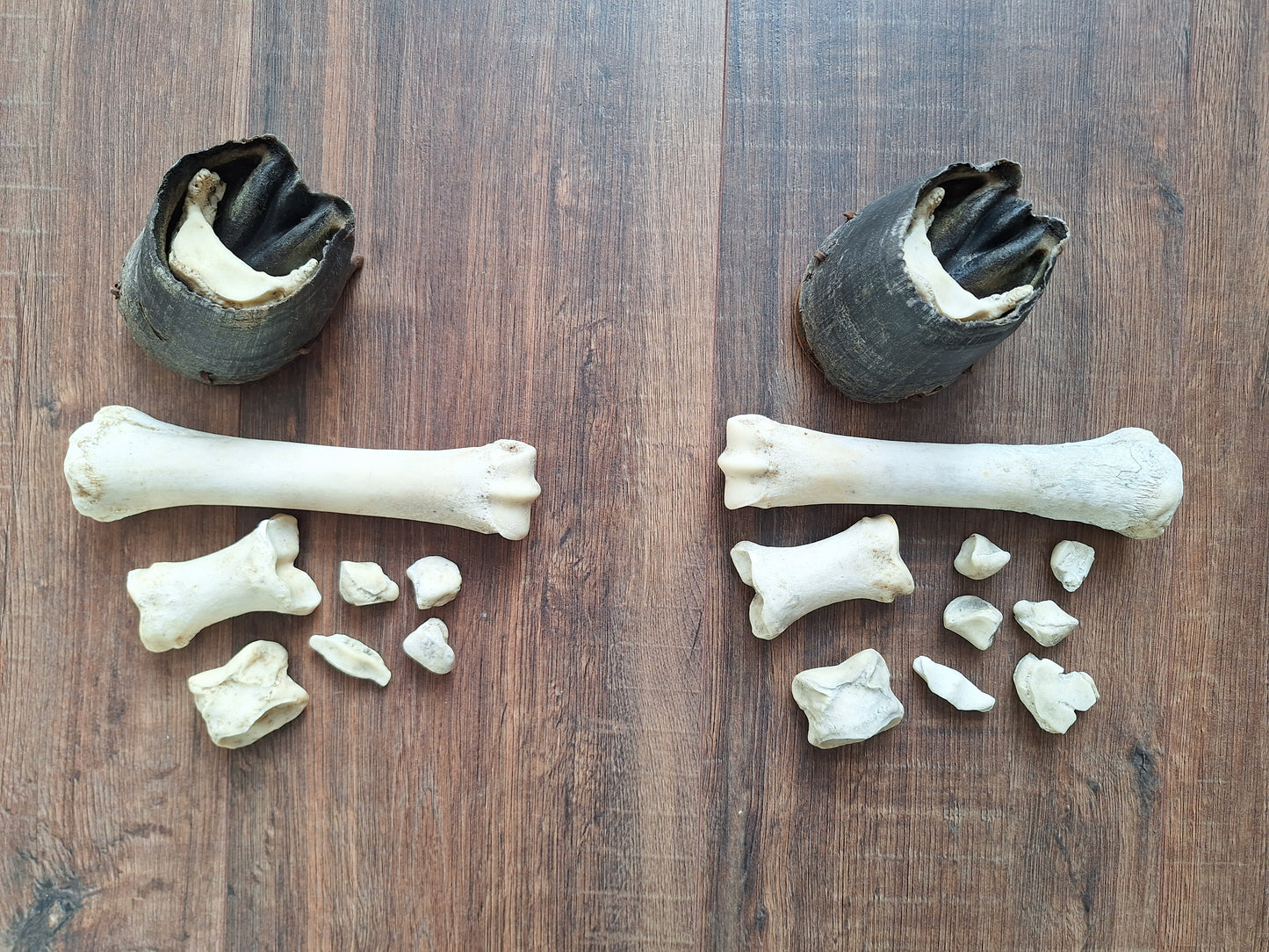 Horse lower leg bone sets