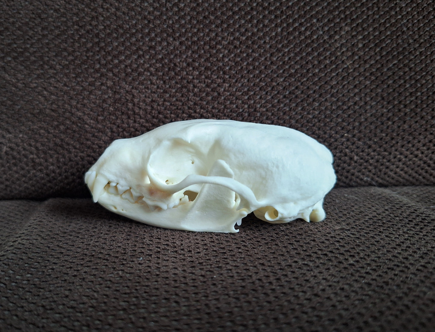 Stone marten skull #2