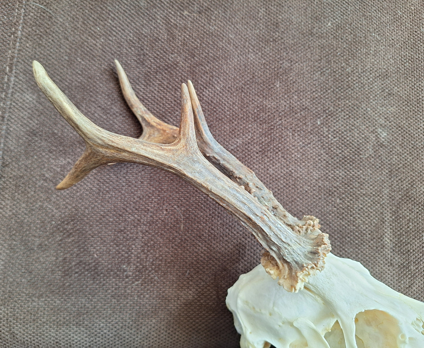 Roe buck skull #2