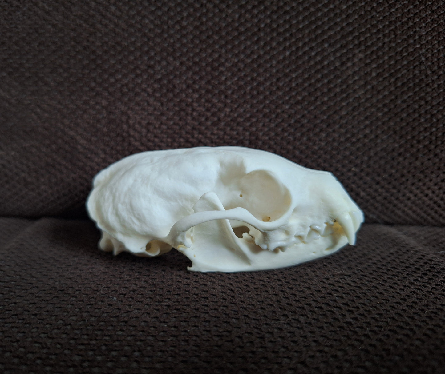 Stone marten skull #2