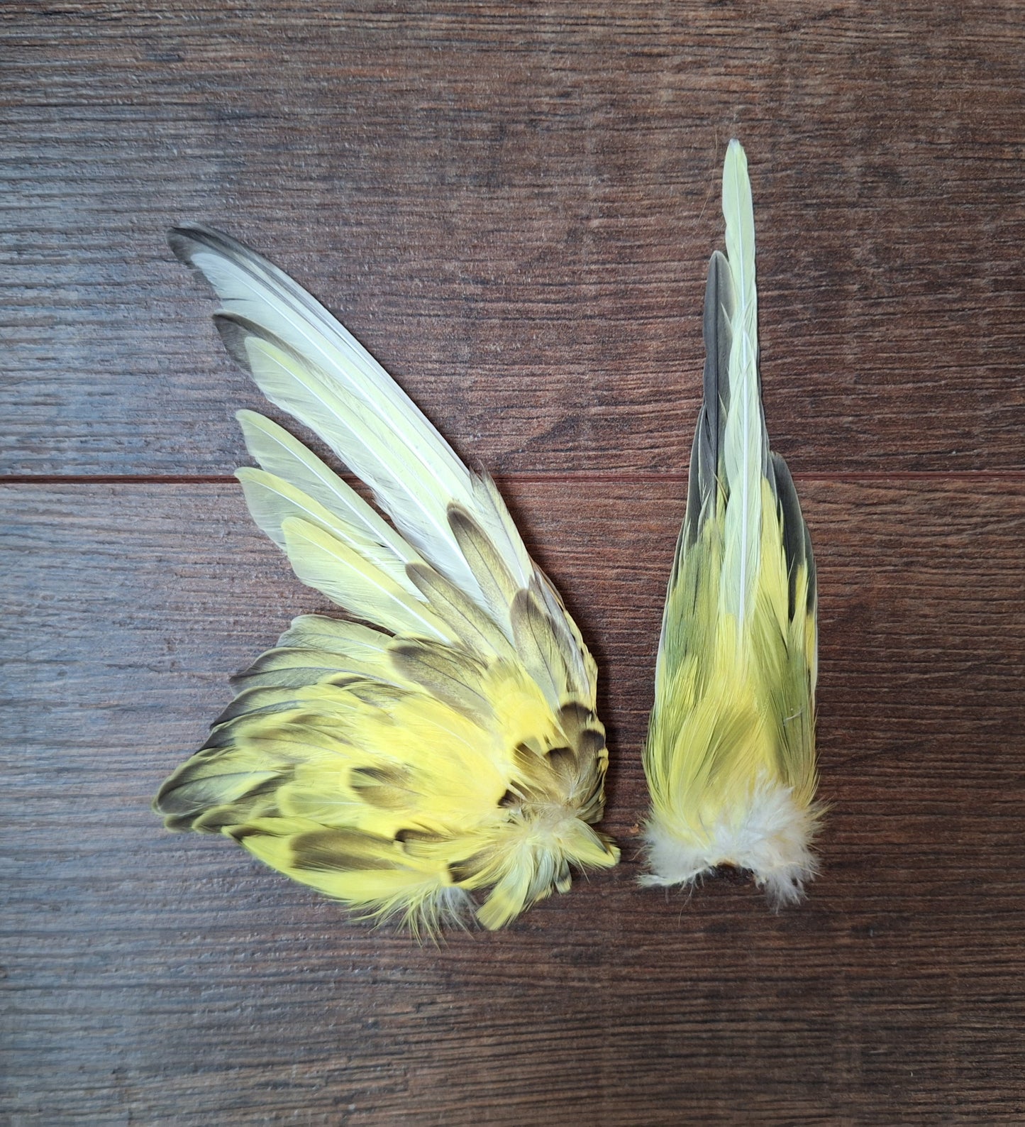 Parakeet single wing and tail, B-quality
