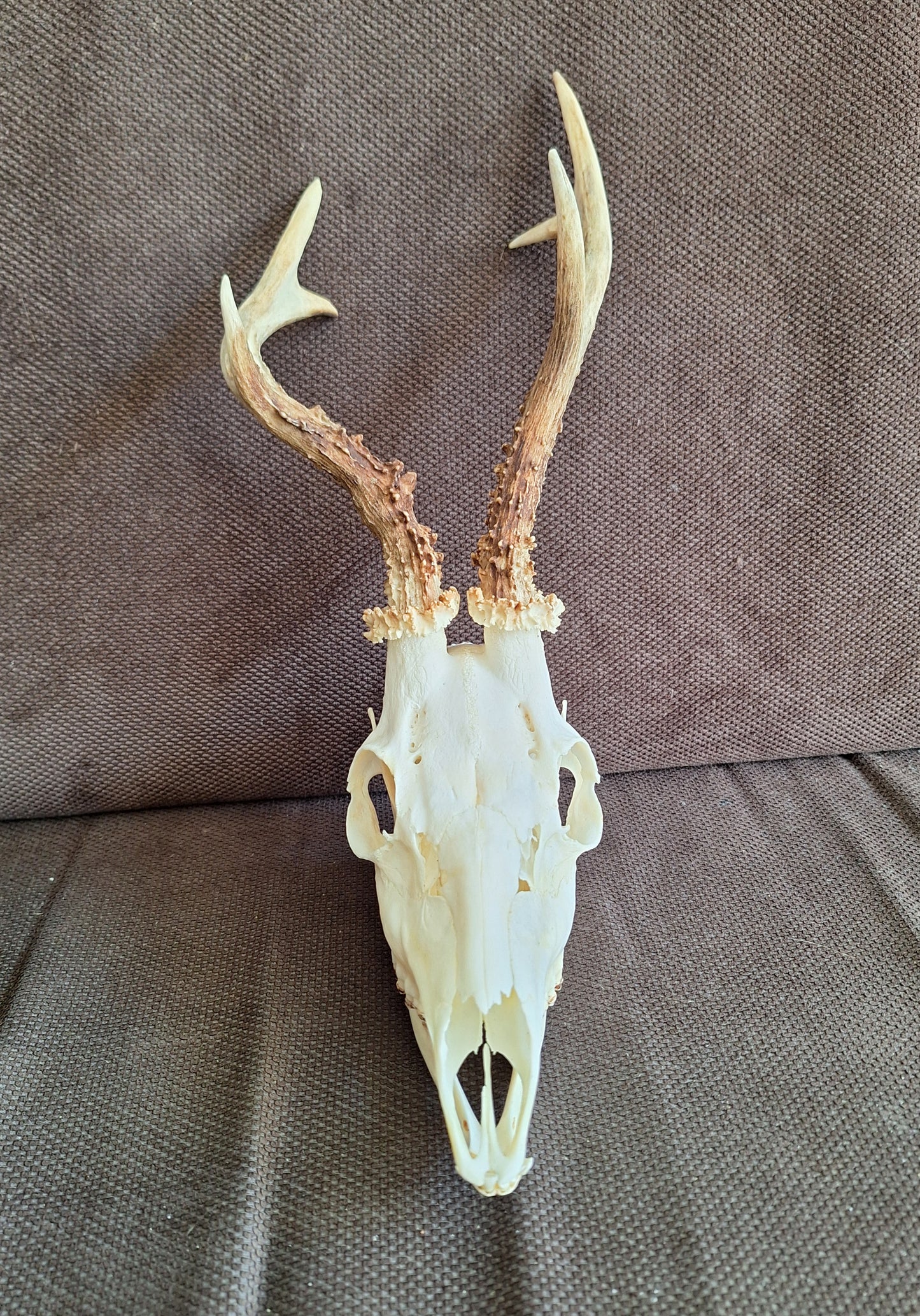 Roe buck skull #3