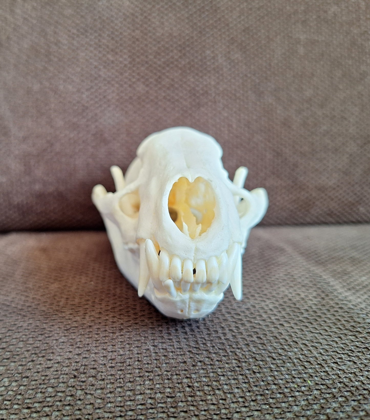 Racoon skull #3, B-quality