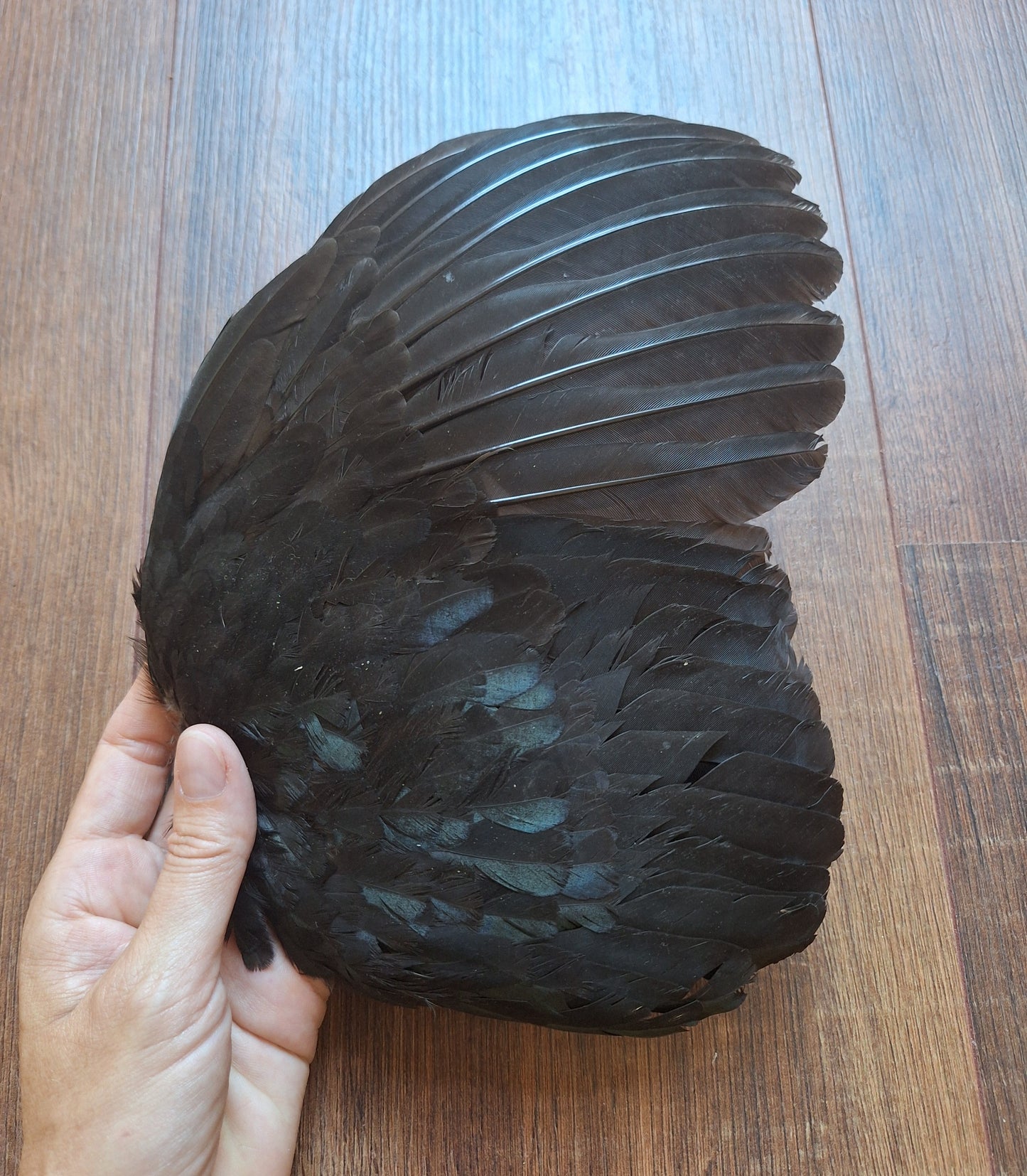 Rooster wing
