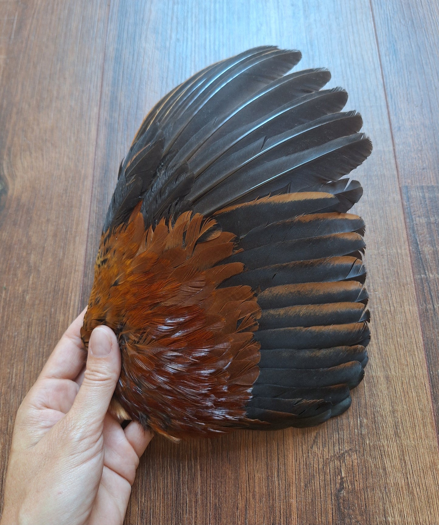 Rooster wing