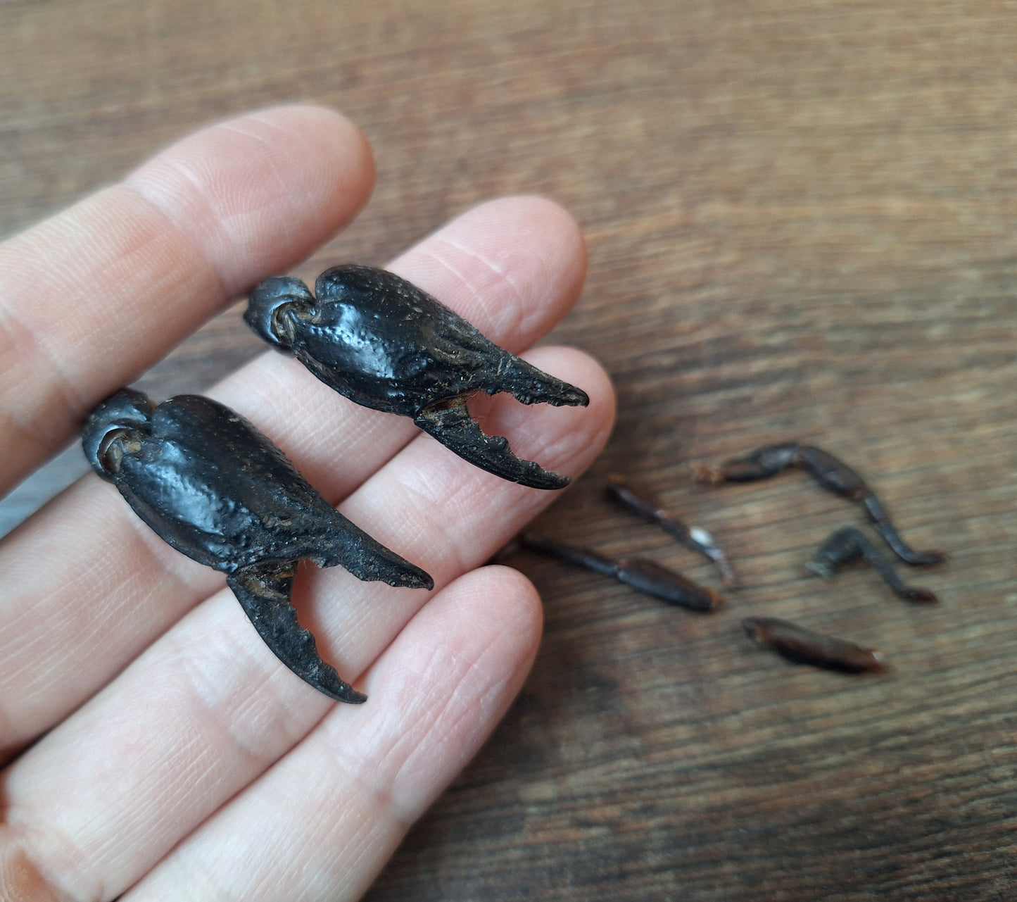 Scorpion claws in glass jar