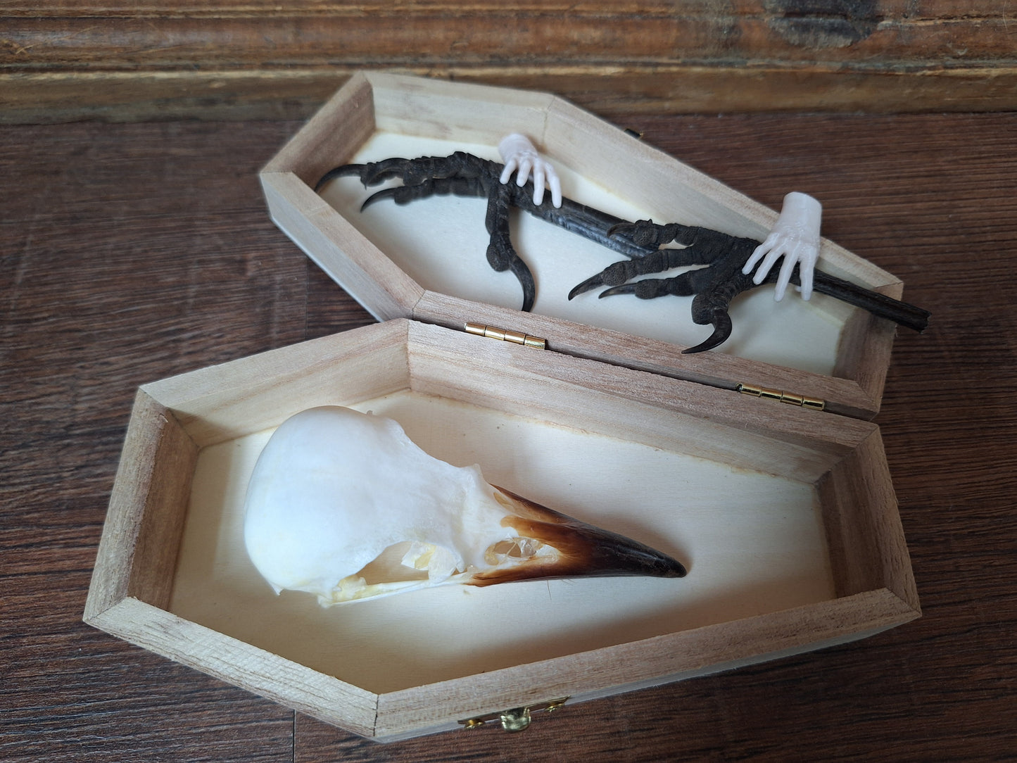 Crow skull and claws set in coffin