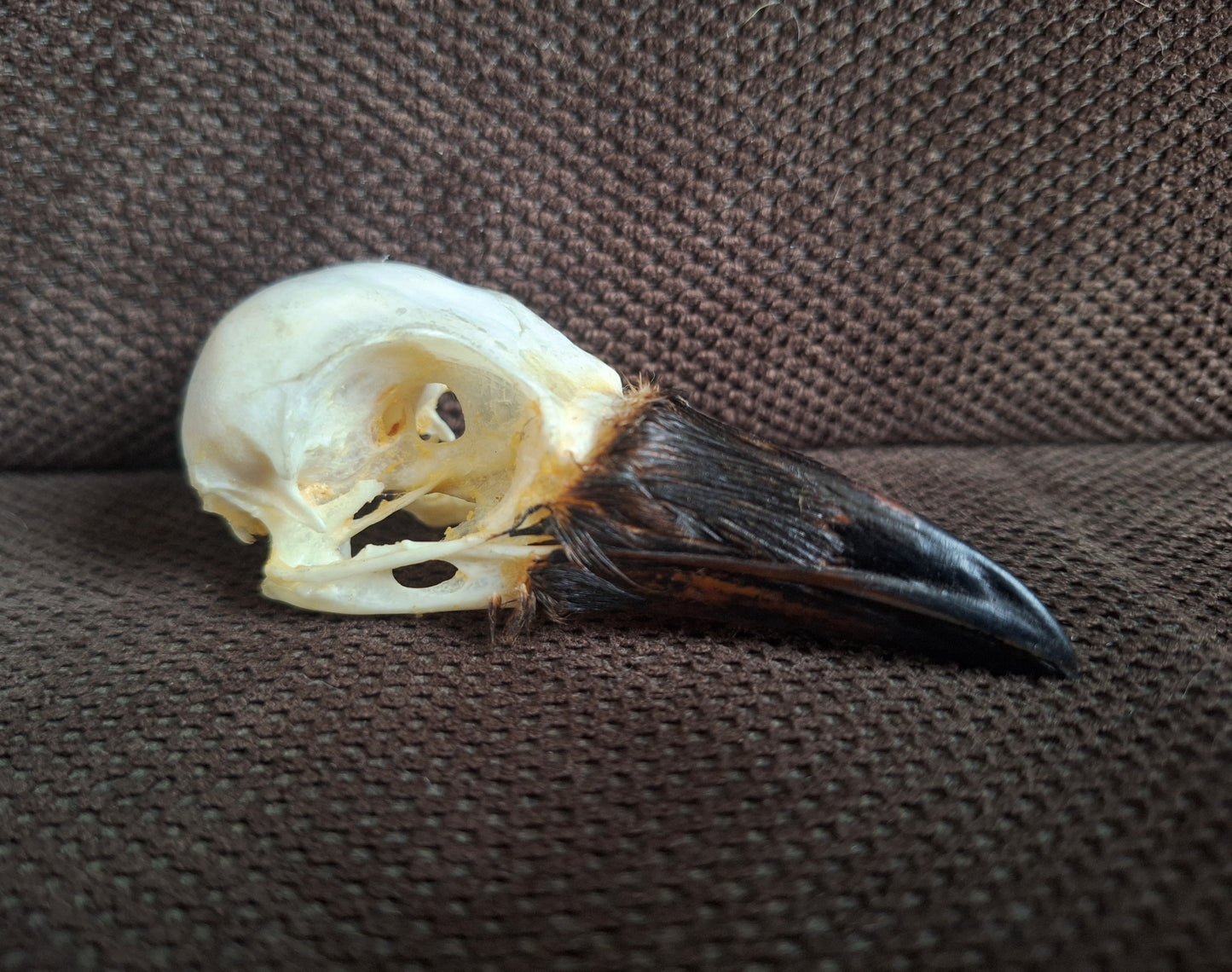 Crow skull #37