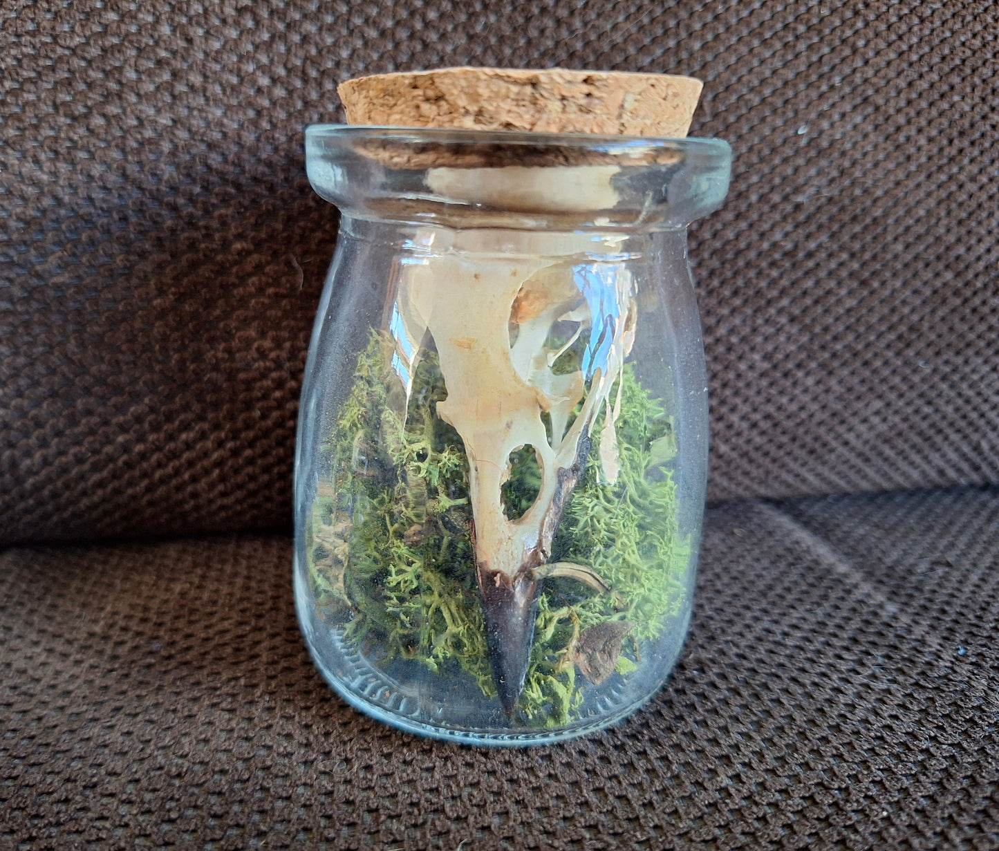 Jackdaw skull in glass jar