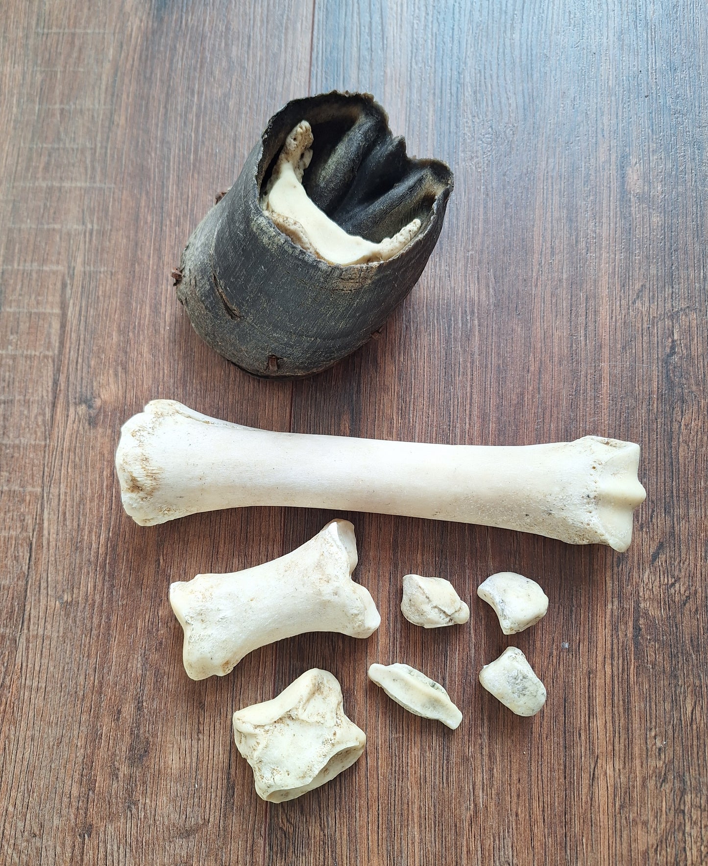 Horse lower leg bone sets