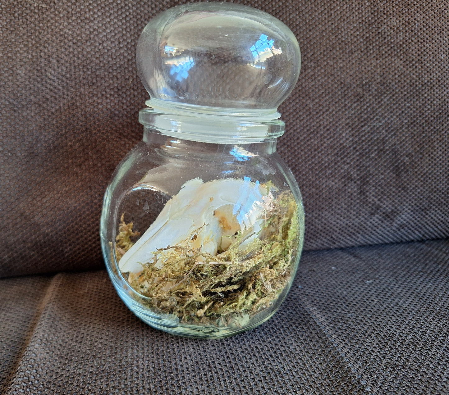 Rabbit skull in glass jar