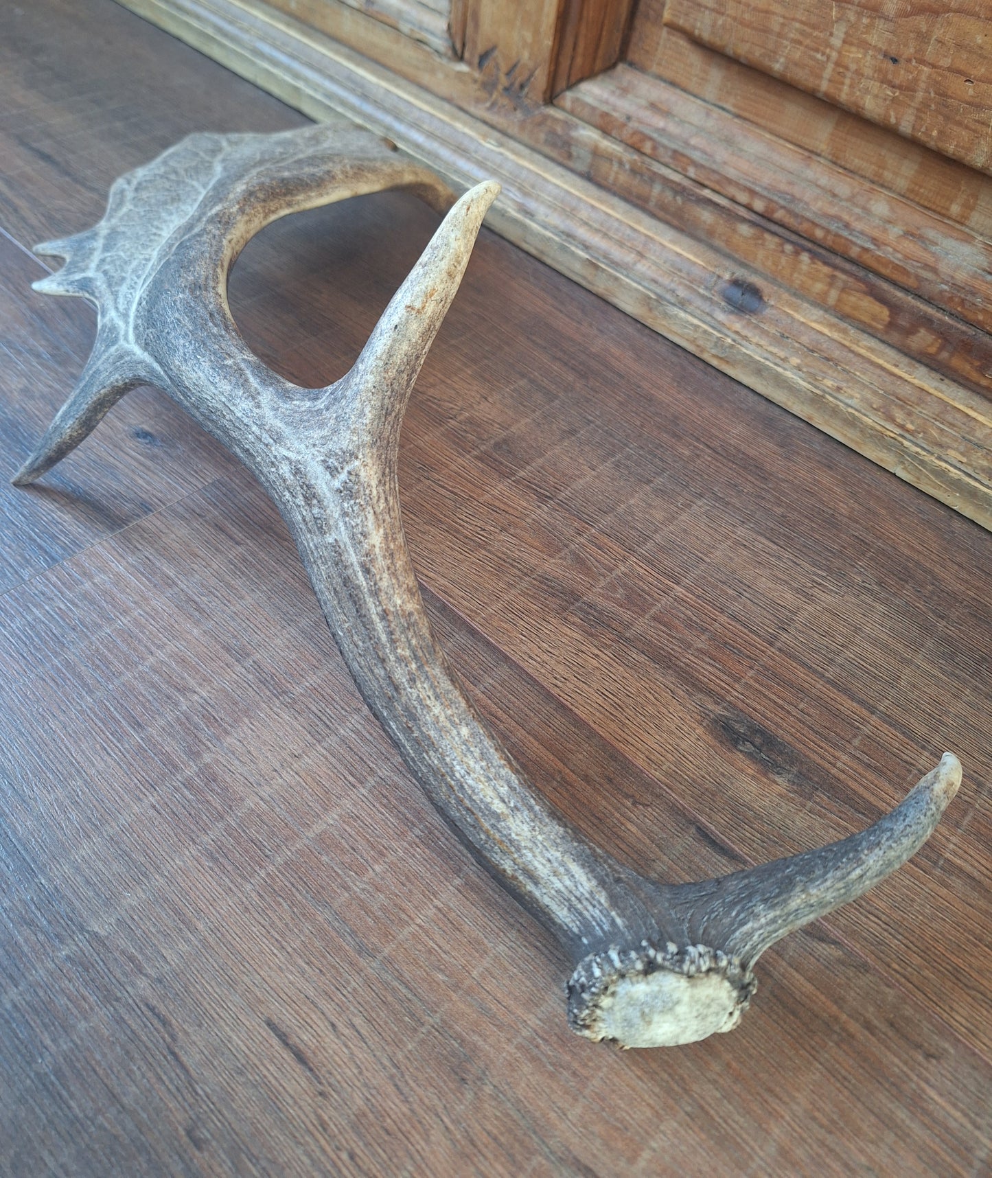 Fallow deer antler, single #13